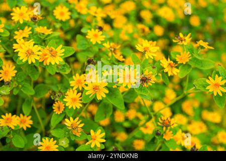 Die Blüten von Melampodium divaricatum, auch bekannt als Hierba Aguada, Goldenbutton Stockfoto