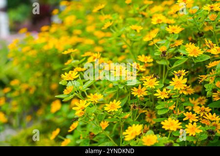 Die Blüten von Melampodium divaricatum, auch bekannt als Hierba Aguada, Goldenbutton Stockfoto