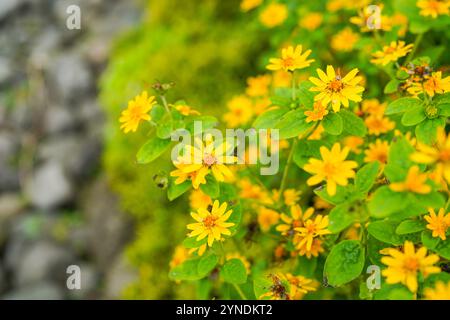 Die Blüten von Melampodium divaricatum, auch bekannt als Hierba Aguada, Goldenbutton Stockfoto