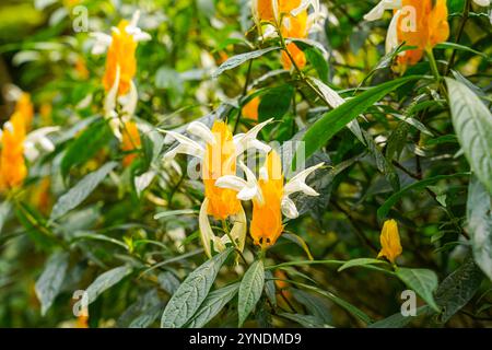 Pachystachys lutea, bekannt als die goldene Garnelenpflanze oder Lutscher Pflanze Stockfoto