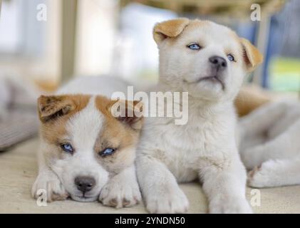 Zwei Huskita-Welpen, eine Mischung aus Akita und Husky, liegen zusammen. Der eine hat einen hellen cremefarbenen Mantel mit beigefarbenen Anklängen und auffälligen blauen Augen, der andere Stockfoto