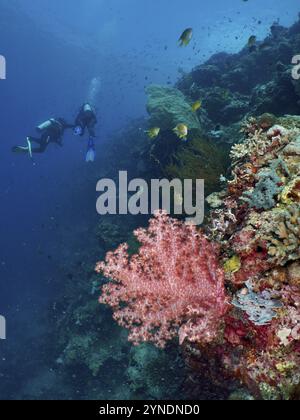 Taucher erkunden ein farbenfrohes Korallenriff voller Fische und Klunzinger's Soft Coral (Dendronephthya klunzingeri) im tiefblauen Ozean, Tauchplatz Coral GA Stockfoto