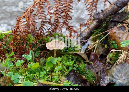 Kleine Pilze, die in Moos wachsen, umgeben von Herbstblättern und trockenem braunem Farn Stockfoto