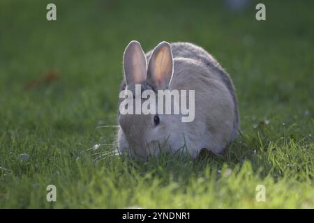 Kaninchen (Oryctolagus cuniculus domesticus), Tier, Gras, im Freien, Sonnenlicht, süß, Ein Kaninchen isst Gras im Licht der Abendsonne. Das Kaninchen Stockfoto