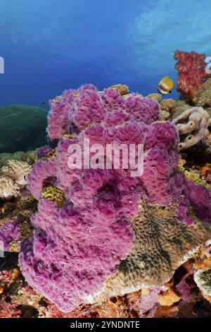 Purpurrochenschwamm (Chalinula nematifera) in einer farbenfrohen Meeresumgebung mit klarem Wasser, Tauchplatz SD, Nusa Ceningan, Nusa Penida, Bali, Indonesien Stockfoto