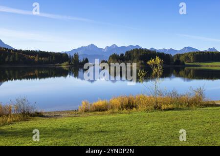 Klarer See mit Berglandschaft und Herbstvegetation im Vordergrund unter blauem Himmel, Forggensee bei Füssen, Ostallgäu, Bayern, Deutschland, Eu Stockfoto