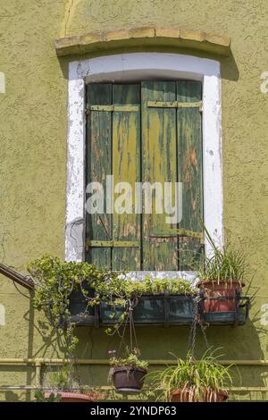 Altes grünes Fenster mit verwitterten Fensterläden und hängenden Pflanztöpfen unter der mediterranen Sonne, Burano, Venedig, Italien, Europa Stockfoto