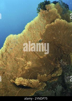 Große riesige Fächerkoralle (Annella mollis) mit gefächerten Strukturen in klarem Wasser, Tauchplatz Pidada, Penyapangan, Bali, Indonesien, Asien Stockfoto