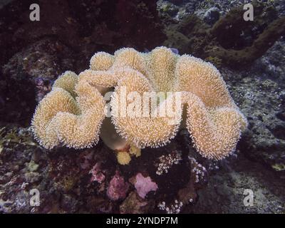 Weiche beige Korallen, Pilzlederkorallen (Sarcophyton glaucum), auf einem felsigen Substrat im Meer, Tauchplätze nahe Begegnungen, Permuteran, Bali, Indones Stockfoto