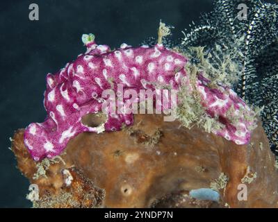 Pink Mat Sea Squirt (Didemnum membranaceum), Sea Squirt, im Riff, Tauchplatz Prapat, Penyapangan, Bali, Indonesien, Asien Stockfoto