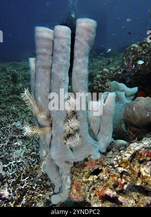 Großer Rohrschwamm (Haliclona (Reniera) fascigera) mit Federstern und Fischen in einem Riff, Tauchplatz Pidada, Penyapangan, Bali, Indonesien, Asien Stockfoto