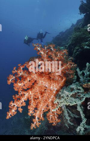 Zwei Taucher hinter einem leuchtend orange-roten Exemplar von Klunzingers Weichkorallen (Dendronephthya klunzingeri) tief im Ozean, Tauchplatz Coral Garden, Menj Stockfoto