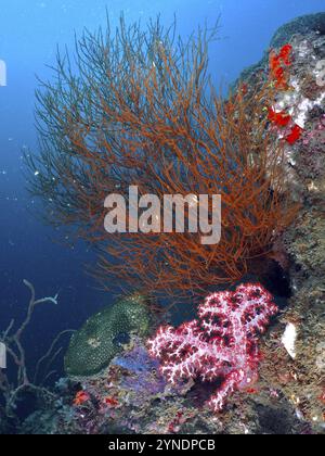 Schwarze Korallen (Antipathes dichotoma) an einem vielfältigen Unterwasserriff, Tauchplatz Pidada, Penyapangan, Bali, Indonesien, Asien Stockfoto