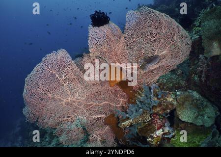 Große riesige Fächerkoralle (Annella mollis) auf einem tropischen Riff in der Tiefsee, Tauchplatz Coral Garden, Menjangan, Bali, Indonesien, Asien Stockfoto