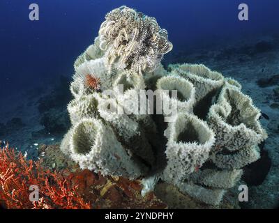 Verschiedene Stachelrohrschwamm (Callyspongia (Cladochalina) aerizusa) und Federsterne in der farbenfrohen Unterwasserwelt, Tauchplatz Prapat, Penyapangan Stockfoto