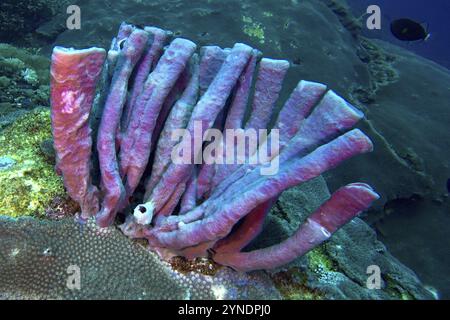 Violetter Schwamm mit großen Röhren (Haliclona (Reniera) fascigera) auf einem felsigen Meeresboden unter Wasser, Tauchplatz SD, Nusa Ceningan, Nusa Penida, Bali, Indonesien, Asien Stockfoto