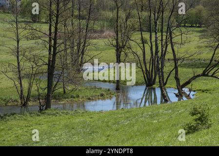 Tote Schwarzerle (Alnus glutinosa) entlang eines Flusses im Frühjahr, Franken, Bayern, Deutschland, Europa Stockfoto