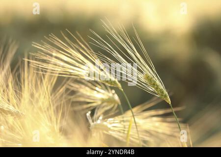 Ähre von Weizen auf dem Feld in der Dämmerung Stockfoto