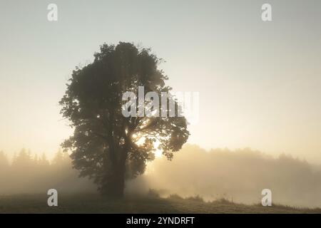 Ahornbäume am Rande eines Teiches an einem nebeligen Herbstmorgen Stockfoto