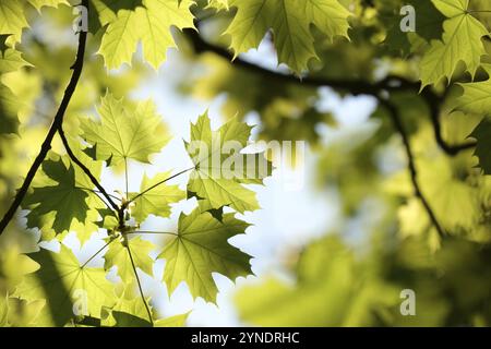 Frühlingsahornblätter auf einem Zweig im Wald Stockfoto