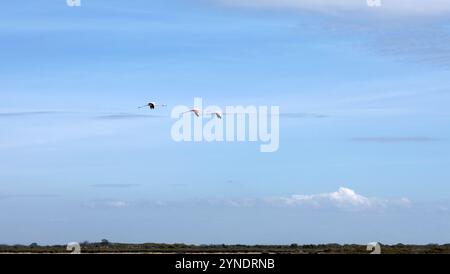 Flamingos fliegen am Himmel Stockfoto