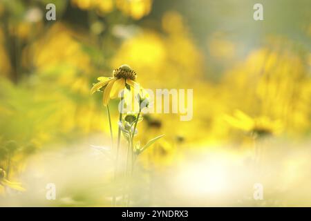 Cutleaf Coneflower, Rudbeckia laciniata im Garten Stockfoto