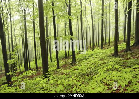 Buchenwald im Frühling bei nebeligem, regnerischem Wetter, Bischofskoppe Mountain, Mai, Polen, Europa Stockfoto