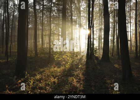 Sonnenaufgang zwischen Eichen in einem nebeligen Herbstwald Stockfoto