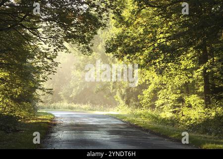 Eichen, die von der aufgehenden Sonne hinterleuchtet werden, in einem nebeligen Herbstwald, Oktober, Polen, Europa Stockfoto