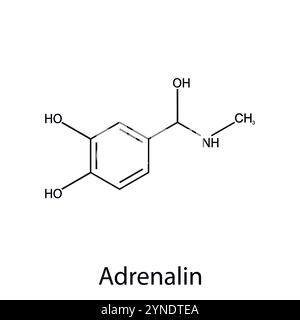 Chemische Struktur des Hormons Adrenalin oder Adrenalin. Organische Chemie. Vektor. Stock Vektor