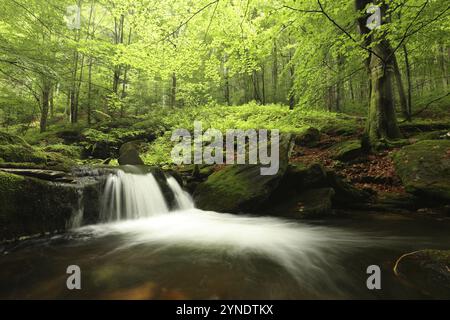 Waldbach fließt aus den Bergen hinunter Stockfoto