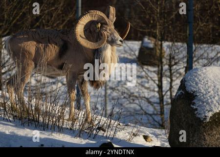 Transkaspische Urials (ovis orientalis arkal) im frühen Winter erster Schnee Stockfoto