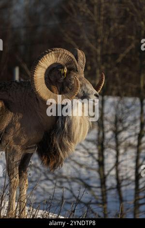 Transkaspische Urials (ovis orientalis arkal) im frühen Winter erster Schnee Stockfoto