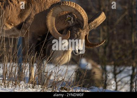 Transkaspische Urials (ovis orientalis arkal) im frühen Winter erster Schnee Stockfoto