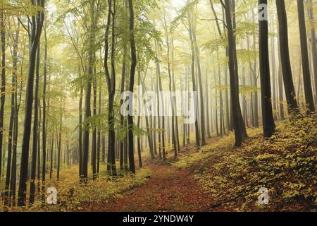 Pfad zwischen Buchen durch einen Herbstwald bei nebeligem Regenwetter, Bischofskoppe Mountain, Oktober, Polen, Europa Stockfoto