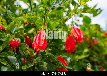 Rote Blume von China Rose, Rose von Sharon, harter Hibiskus, Rosenmalve, chinesischer Hibiskus, hawaiianischer Hibiskus oder Schueblackpflanze. Stockfoto