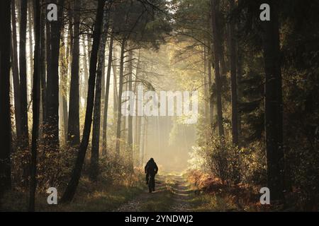 Der Mann fährt mit dem Fahrrad auf einem Waldweg an einem nebeligen Herbstmorgen Stockfoto