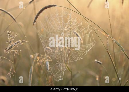 Spinnennetz auf einer Wiese bei Sonnenaufgang Stockfoto