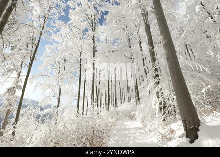 Pfad durch den Winterwald zwischen Buchen, die mit frischem Schnee bedeckt sind Stockfoto