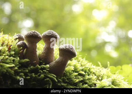 Pilze wachsen auf einem Baumstamm im Wald Stockfoto