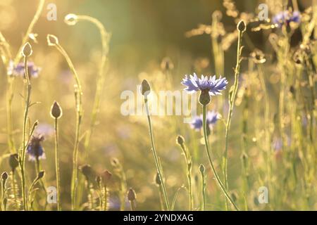 Kornblume auf dem Feld in der Abenddämmerung Stockfoto