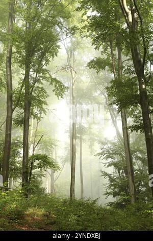 Malerischer Frühlingsbuchenwald bei nebeligem Wetter, Bischofskoppe Mountain, Polen, Europa Stockfoto