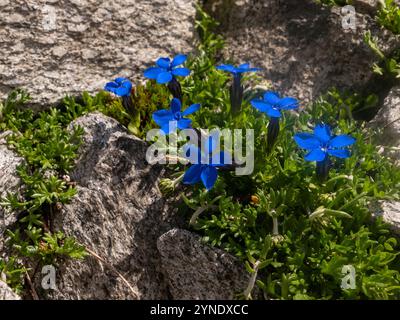 Bayerischer Enzian (Gentiana bavarica) auf dem Weg von der Plauener Hütte zum Heilig-Geist-Jöchl. Das Foto wurde auf einer Alpenüberquerung von Muni aufgenommen Stockfoto