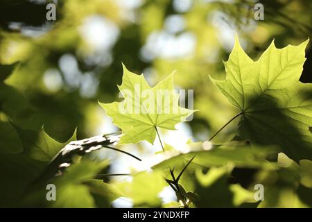 Frühlingsahornblätter auf einem Zweig im Wald Stockfoto