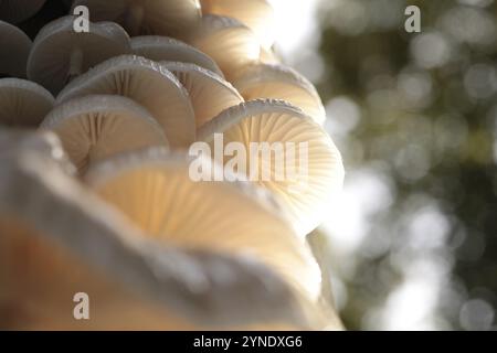 Pilze wachsen auf einem Baumstamm im Wald Stockfoto