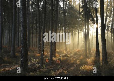 Herbstlicher Nadelwald bei Nebel während Sonnenaufgang, Oktober, Polen, Europa Stockfoto
