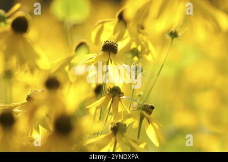 Cutleaf Coneflower, Rudbeckia laciniata im Garten Stockfoto