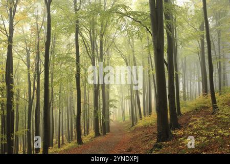 Pfad zwischen Buchen durch einen Herbstwald bei nebeligem Regenwetter, Bischofskoppe Mountain, Oktober, Polen, Europa Stockfoto