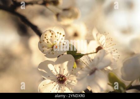 Frühlingsblumen auf einem blühenden Kirschbaum während des Sonnenaufgangs Stockfoto