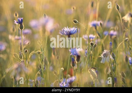 Kornblume auf dem Feld in der Abenddämmerung Stockfoto